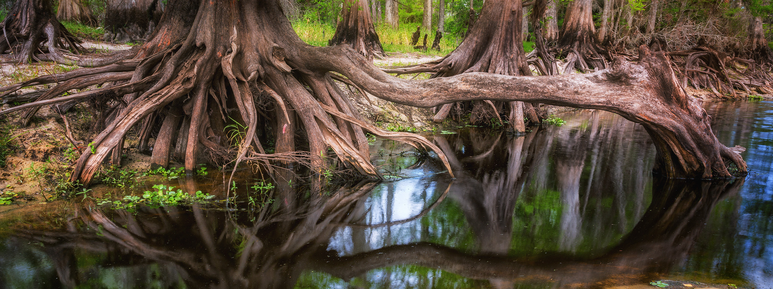 Winter in Florida. Alex Mironyuk Photography
