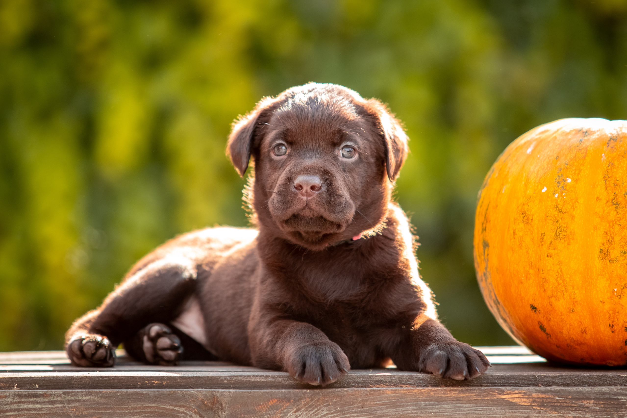 Цуценята шоколадного лабрадора. Цуценята лабрадор ретривера, Дніпро, Україна