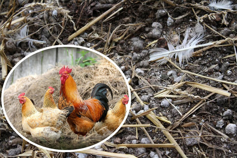 Boost Plant Growth with Organic Fertilizers: Our Effective Solution