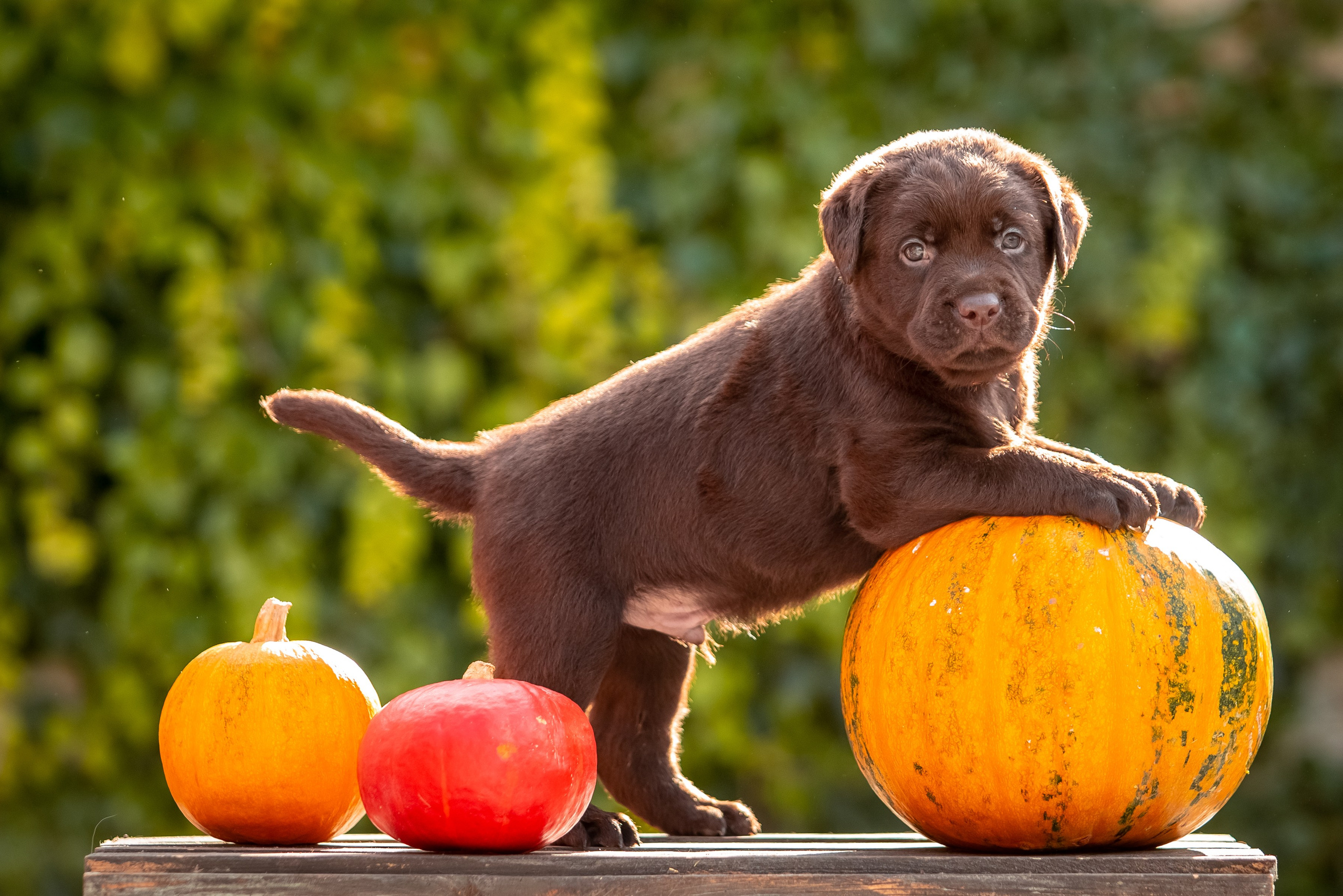 Цуценята шоколадного лабрадора. Цуценята лабрадор ретривера, Дніпро, Україна