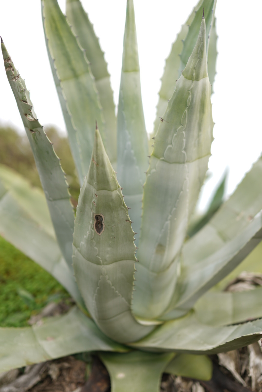 Atlantski ocean na portugalskoj obali