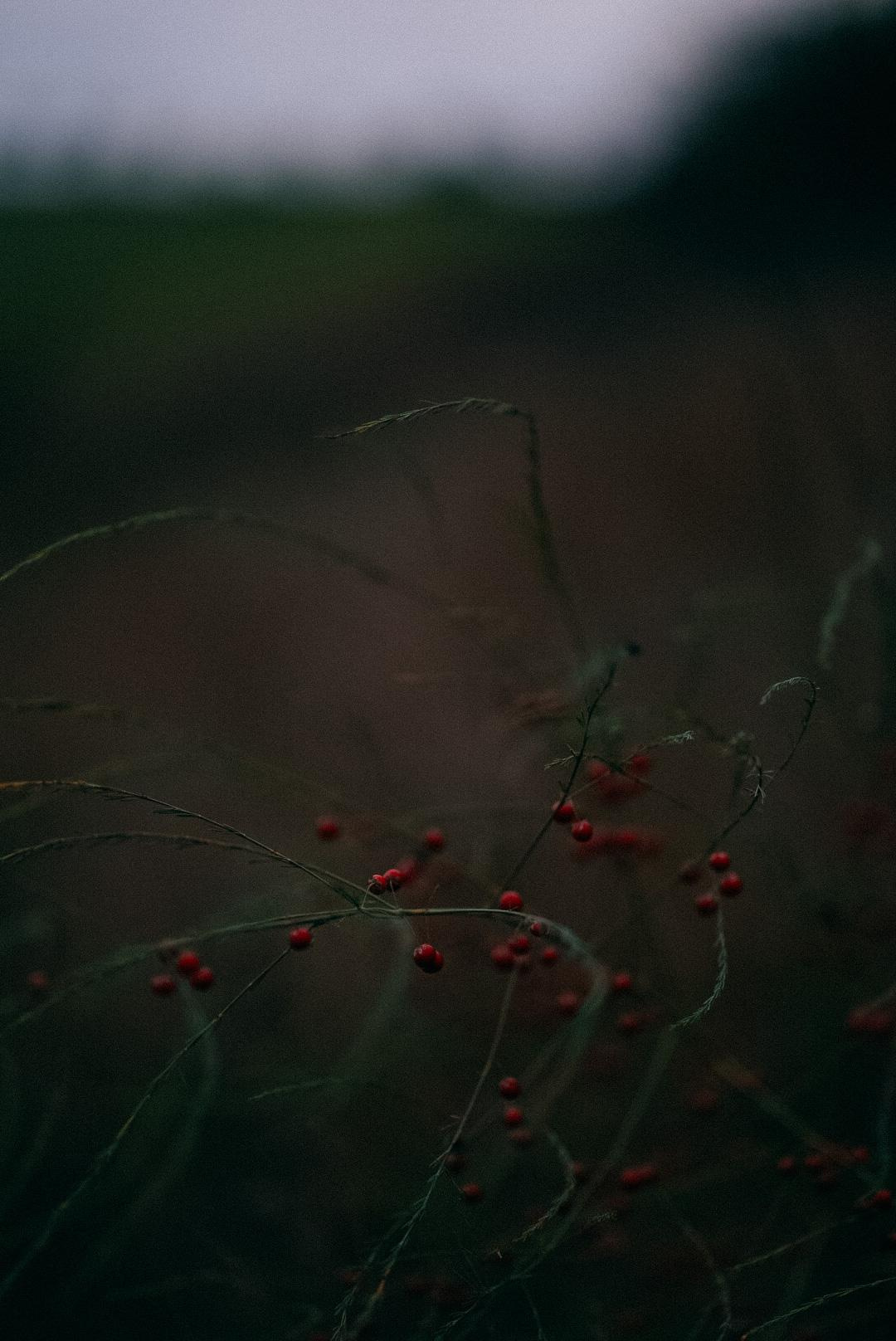 Prices and conditions. Julia Pelikánová | Portrait and content photographer in Prague