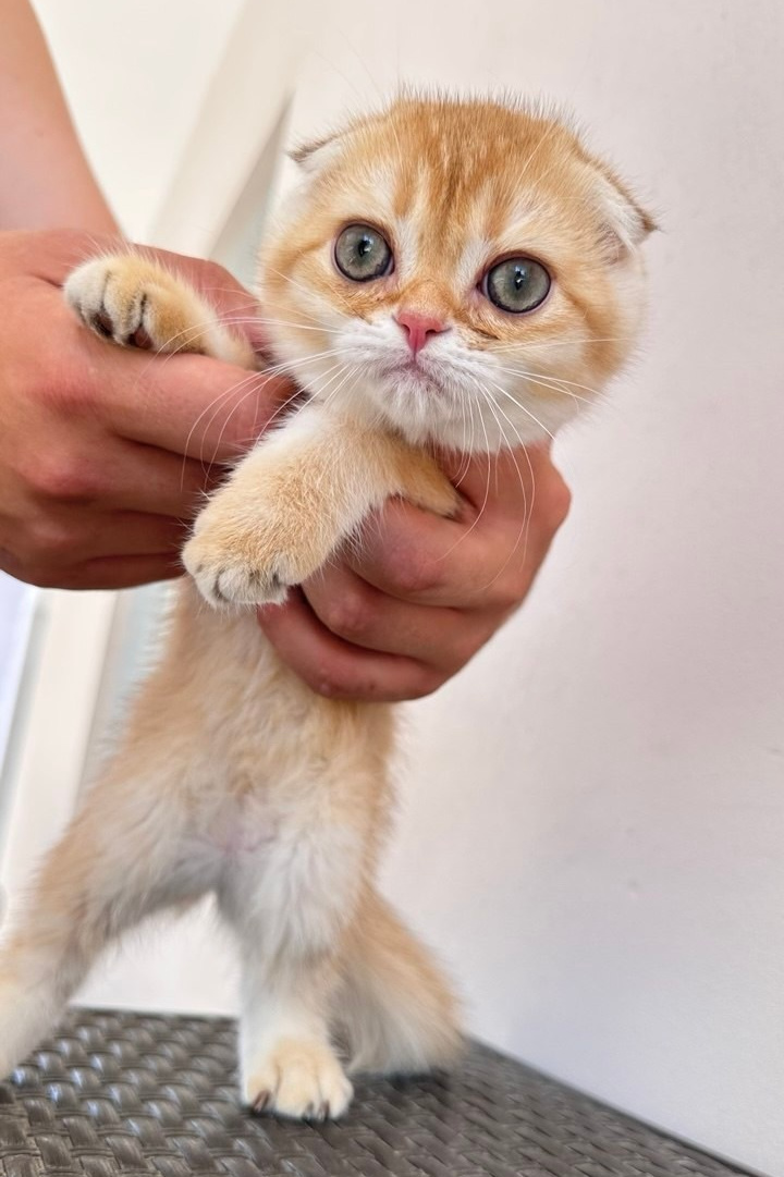 Scottish Fold kitten from DreamCatFold cattery in Greece