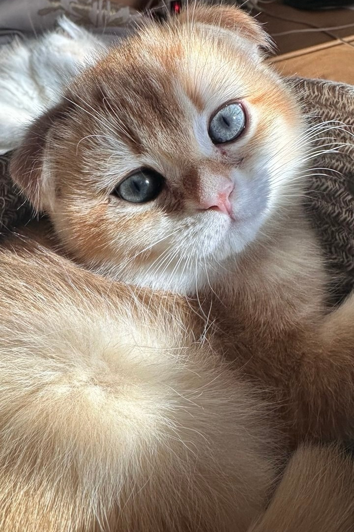 Scottish Fold kitten from DreamCatFold cattery in Greece