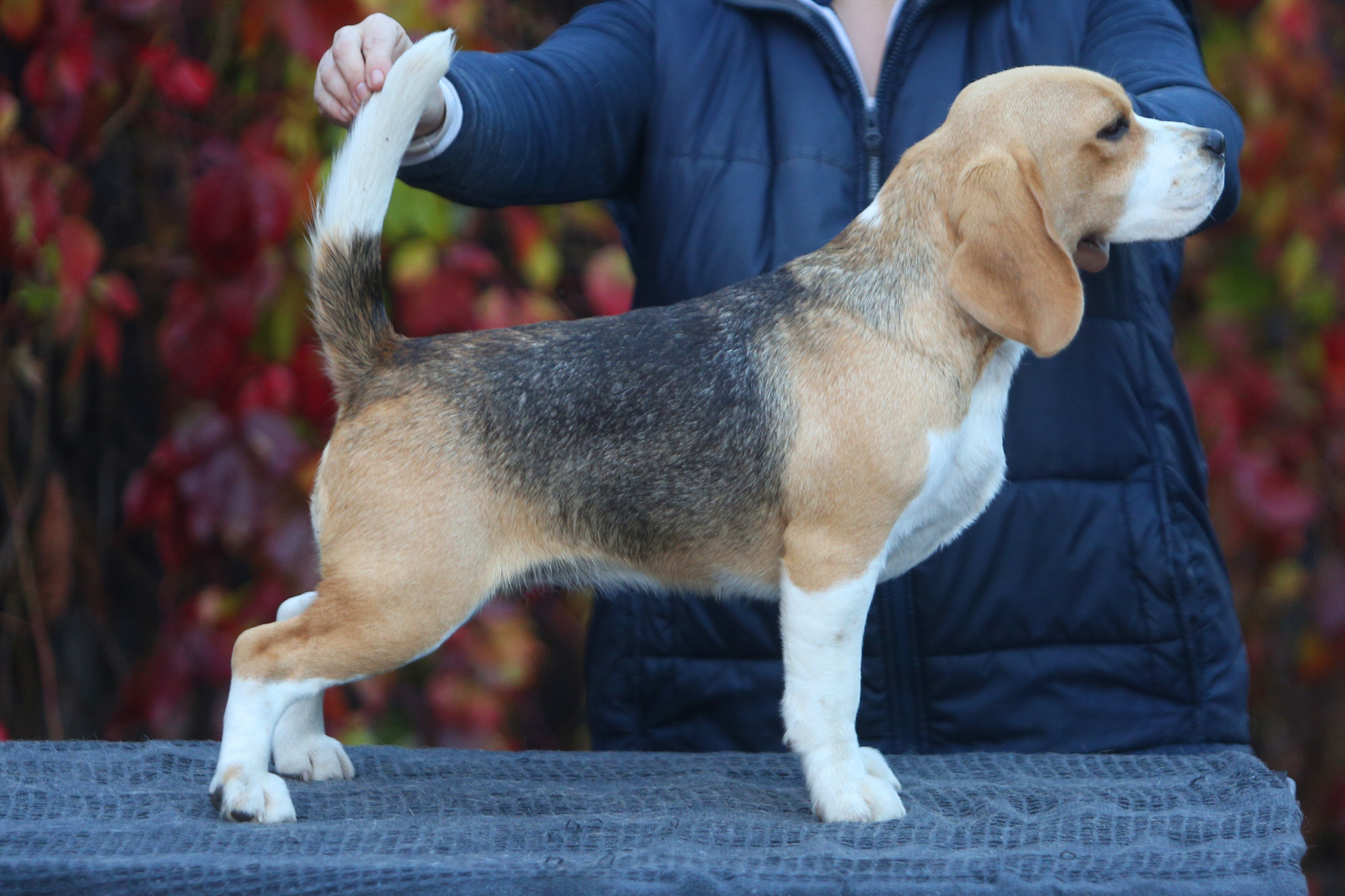 Biscuit. Питомник биглей Selesta’s Dreams