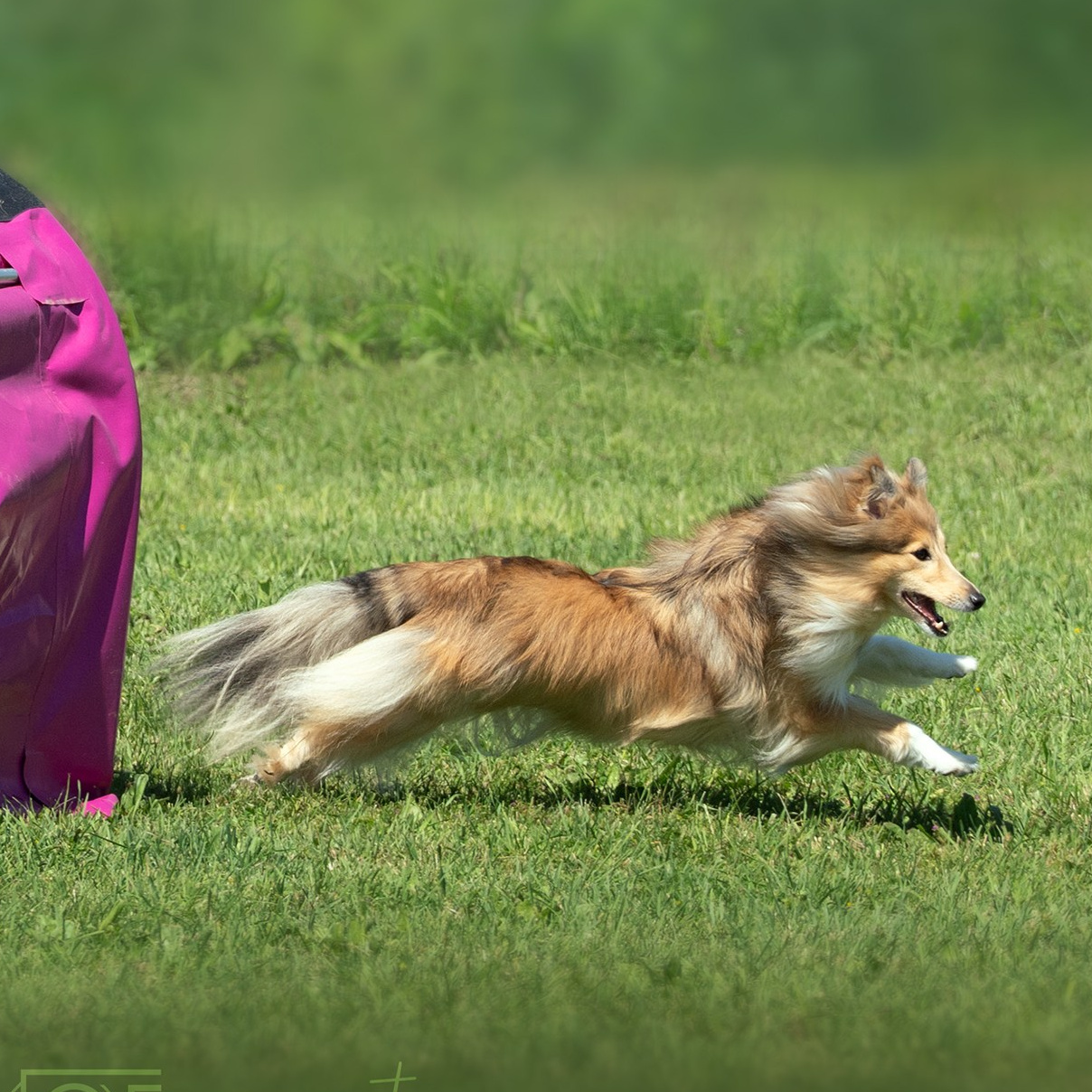 Fotografa Olga Frolova ha catturato Un cane  che corre su un prato vicino a un tunnel viola numerato con il numero 10, parte di un percorso di agilità. Il cane sembra concentrato e in movimento, mostrando l'entusiasmo e la destrezza tipici di questa disciplina sportiva.  La gara  Hoppers Cattolica, Rimini.