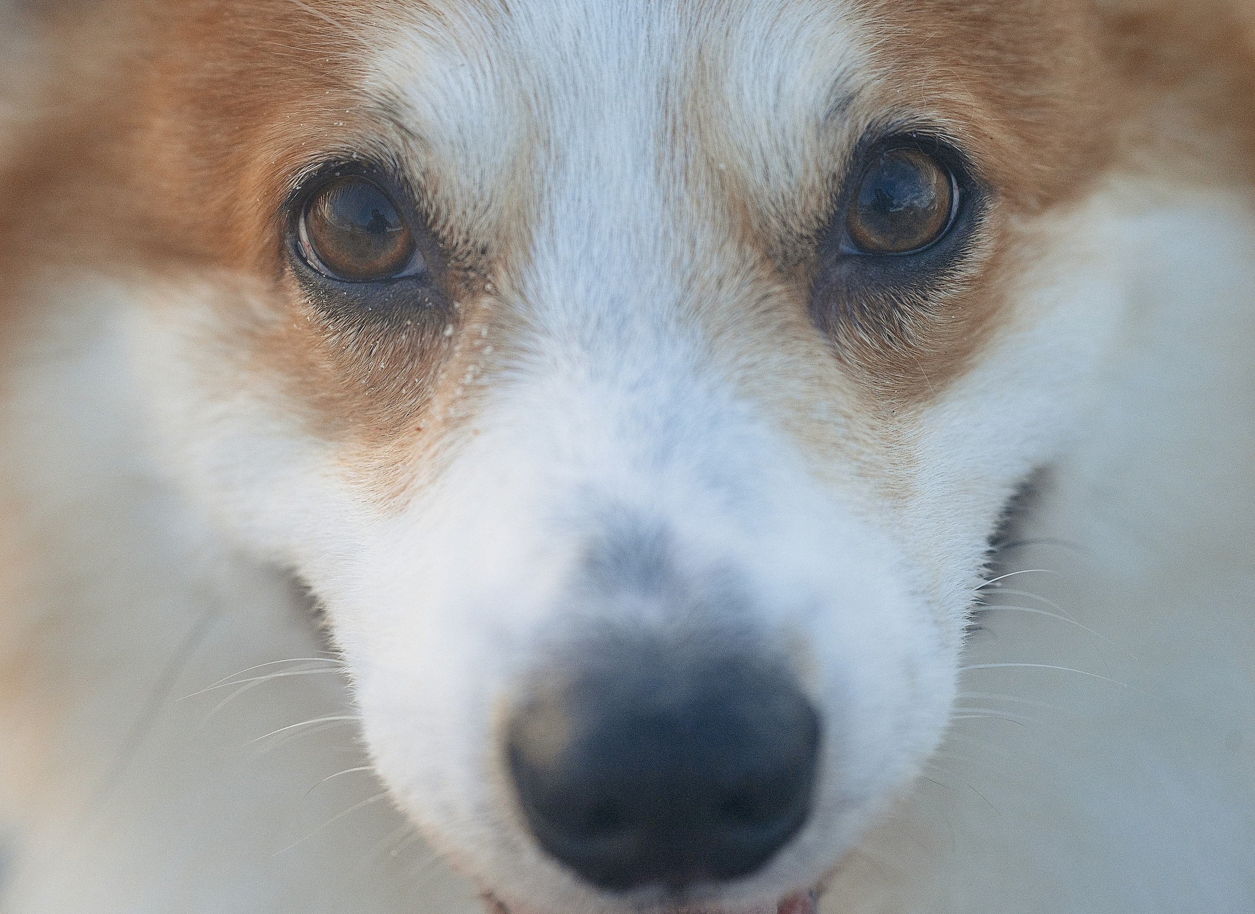 Katerina Royter Pet Photographer North Florida