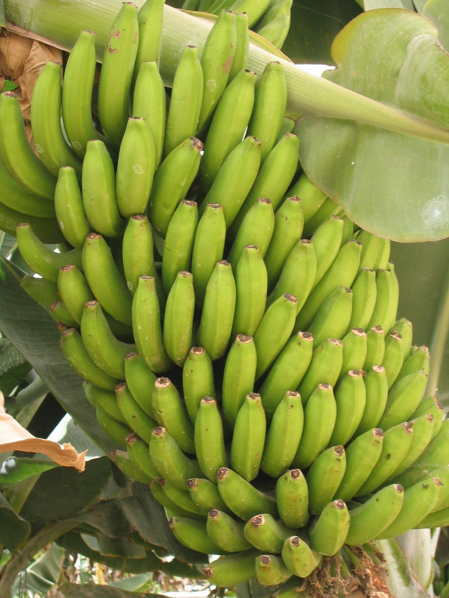 Grow Peat: Unleashing the Potential of Williams Bananas with Potassium Humate. Boost Plant Growth with Organic Fertilizers: Our Effective Solution
