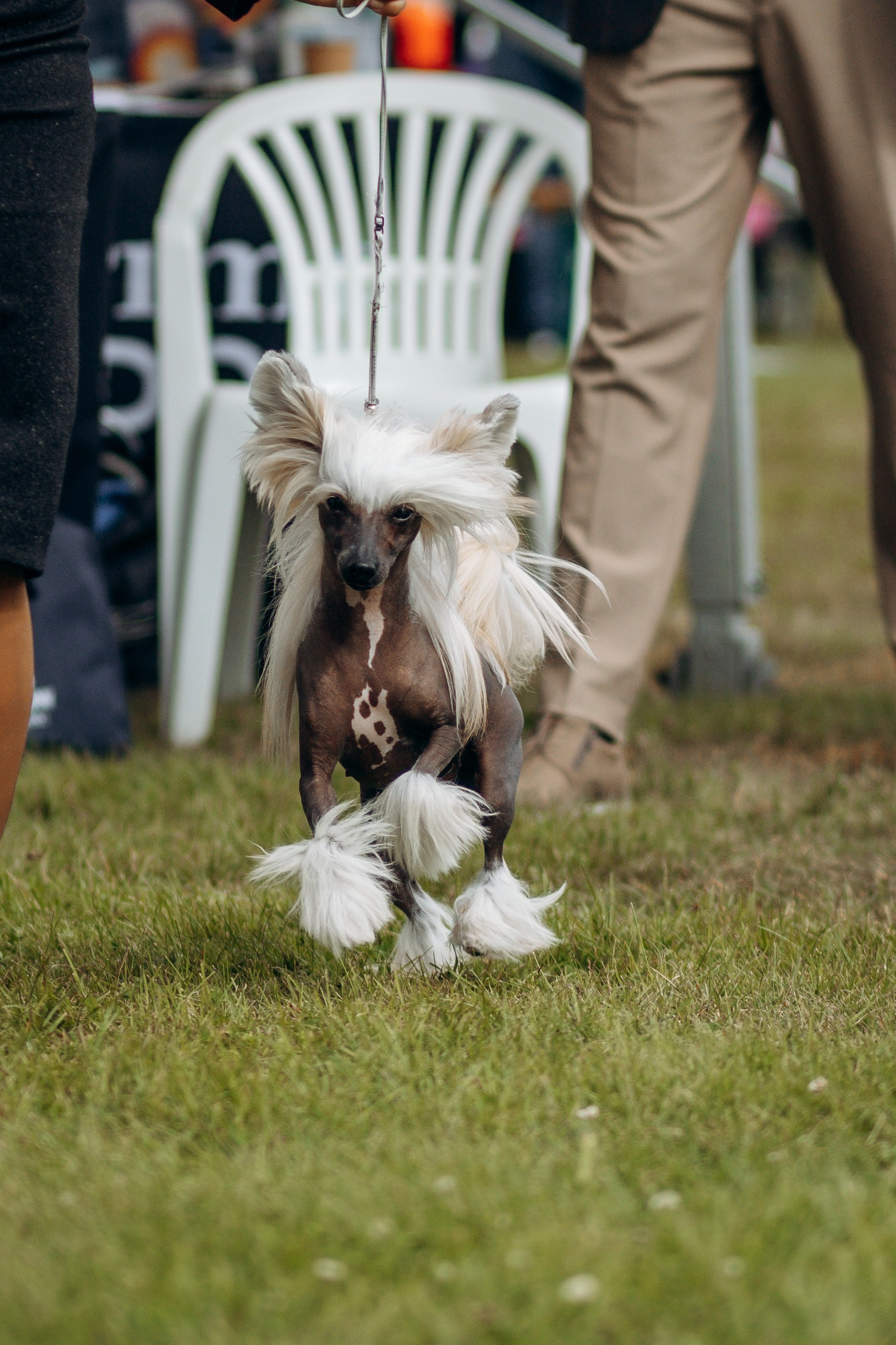 Dog show photography. Kat Laisaar — Pet photographer in Tallinn
