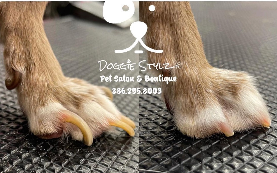 NAILS. Doggie Stylz Pet Salon