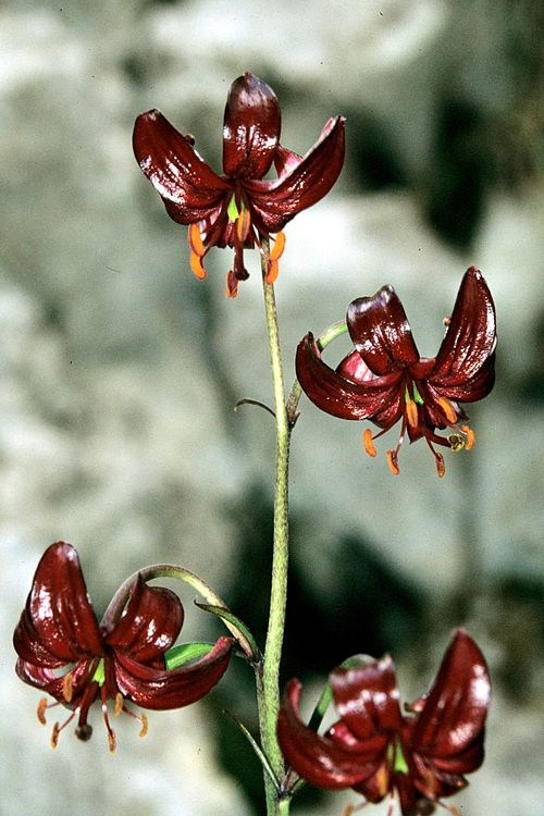 Herbarij zbirka Marije Selebem de Cattani. Herbarij studio