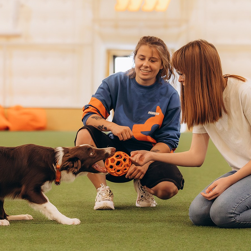 Подарунки. Фотограф-анімаліст Київ