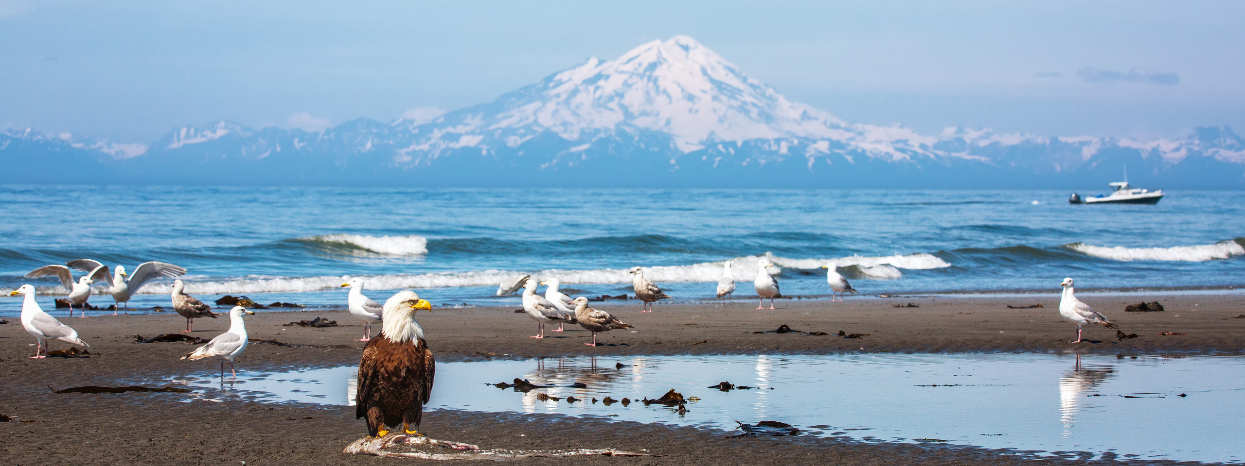 Magnificent Ice. Alaska-2020. Pet, Senior, Landscape, portrait studio, photographer in Miami and Sou