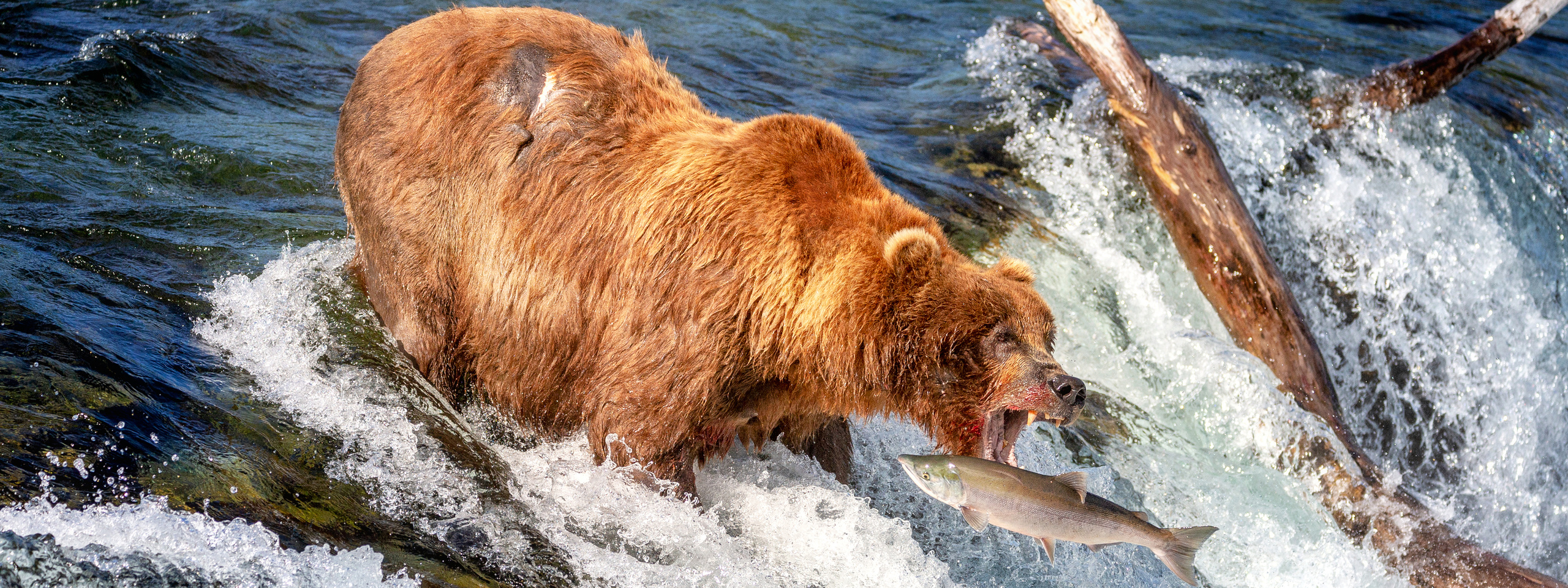 Alaska-2019. Alex Mironyuk Photography