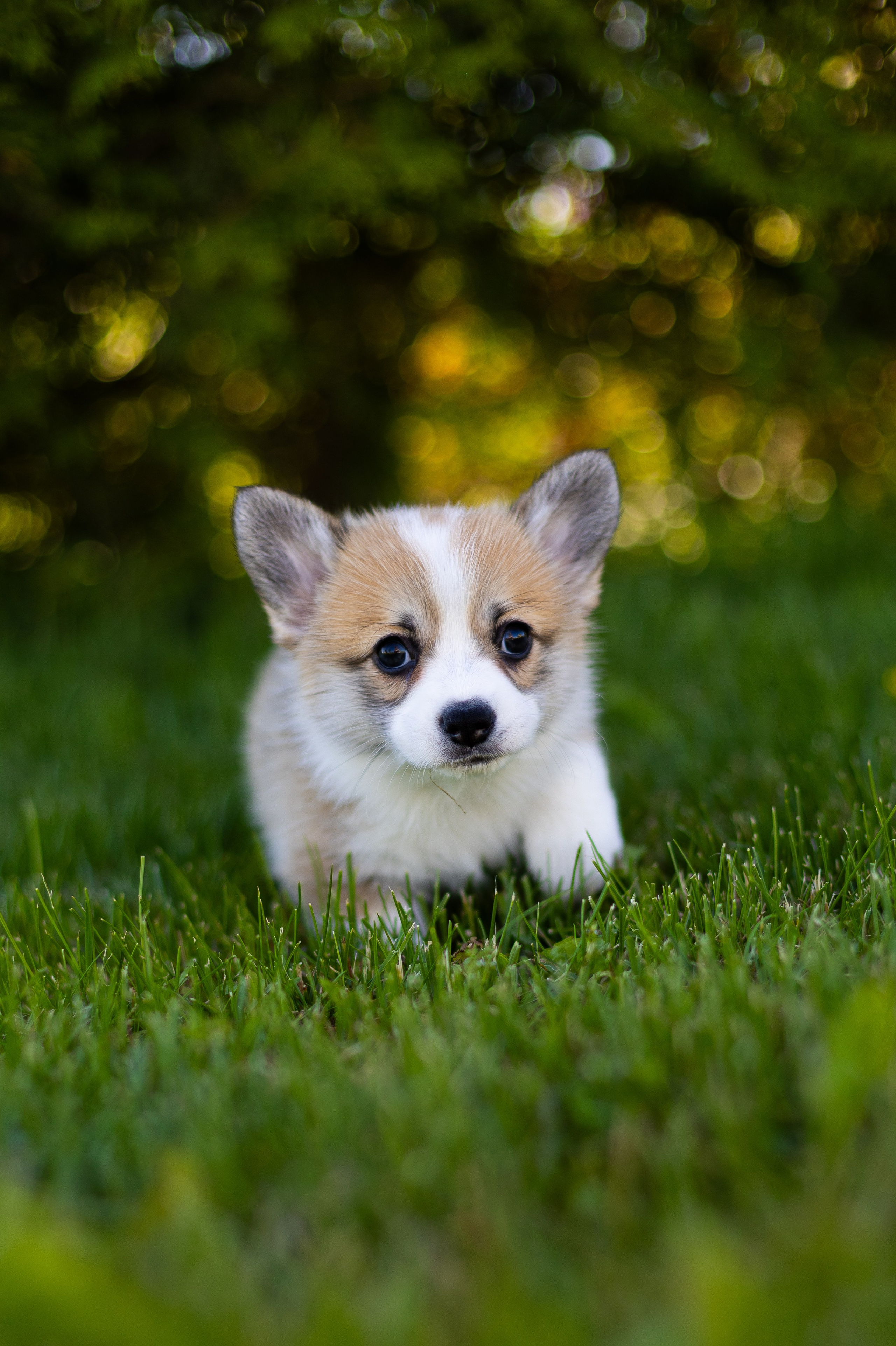 Pennut / puppies. Nordsunfower