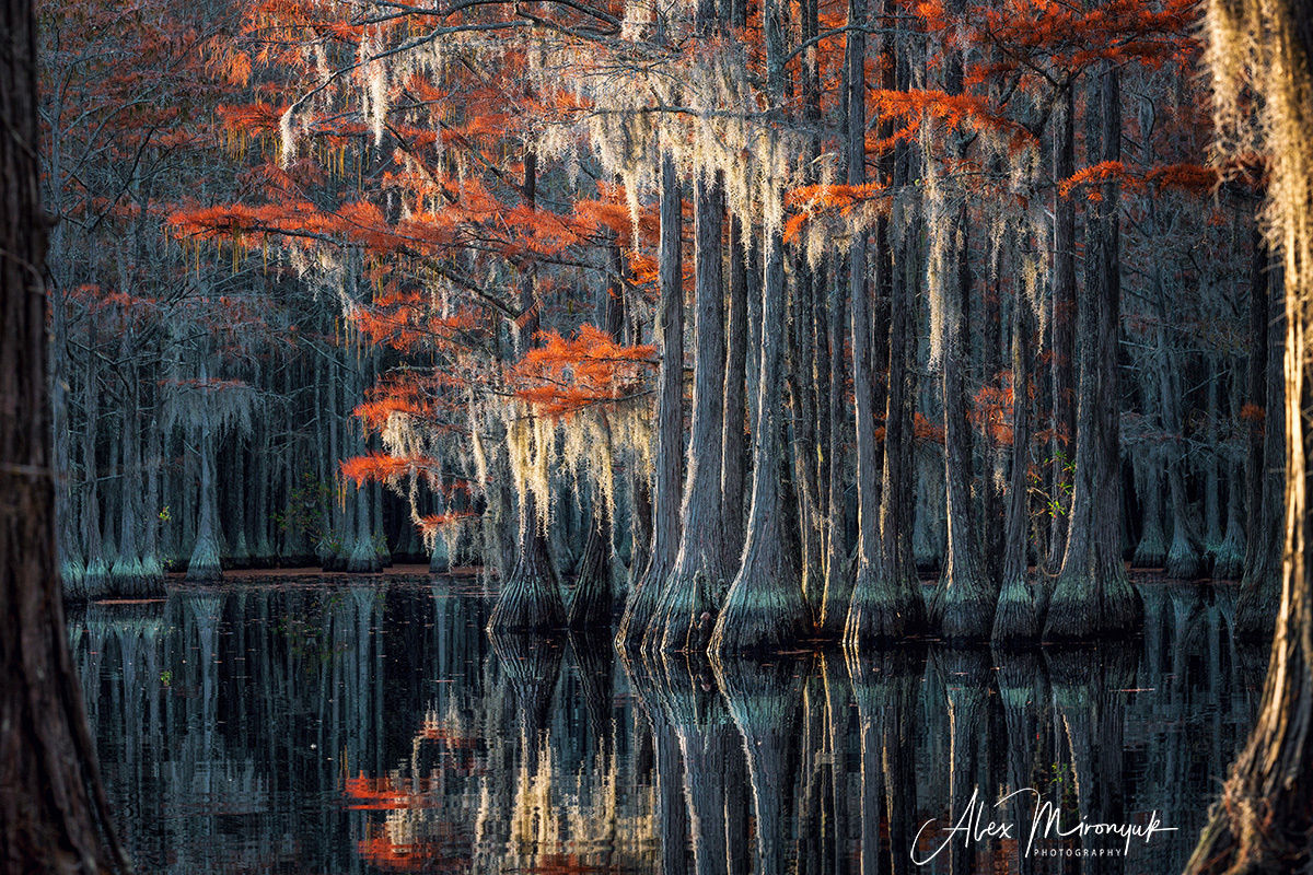 Cypress Swamps Adventure. Pet, Senior, Landscape, portrait studio, photographer in Miami and Sou
