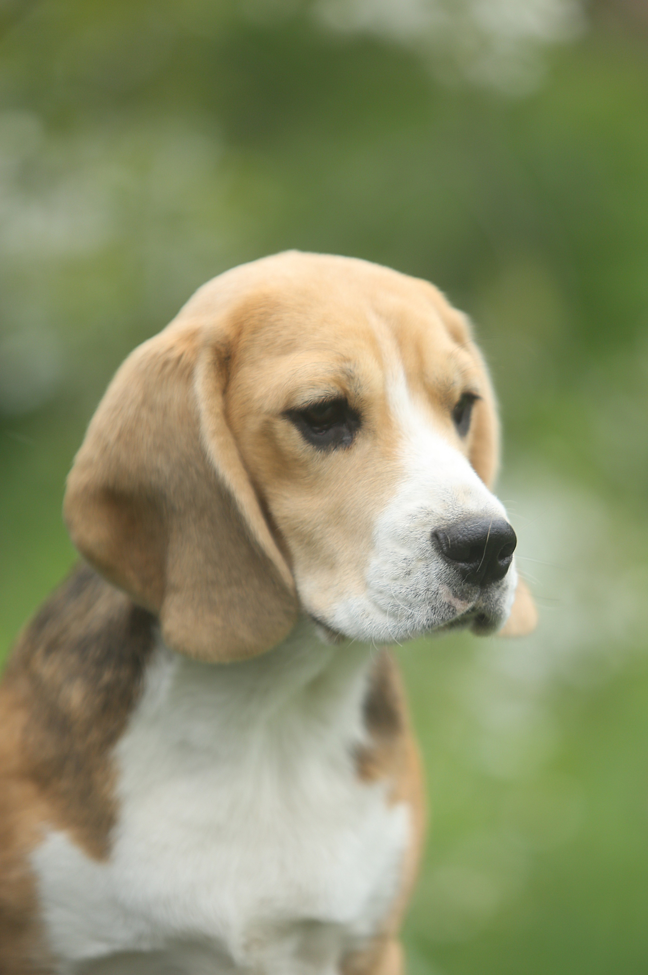 Puppies. Питомник биглей Selesta’s Dreams