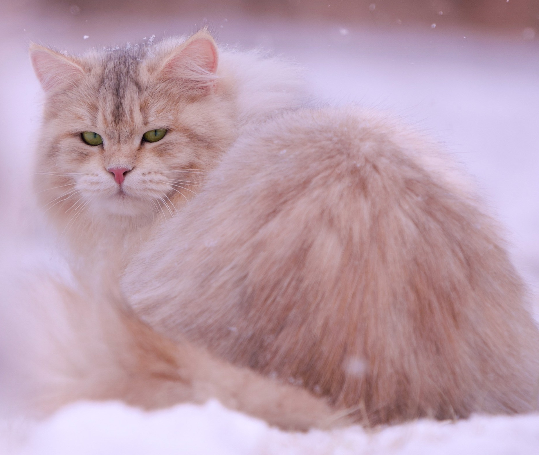 Stunning Siberian cat sitting on snow ground with snow flakes falling.