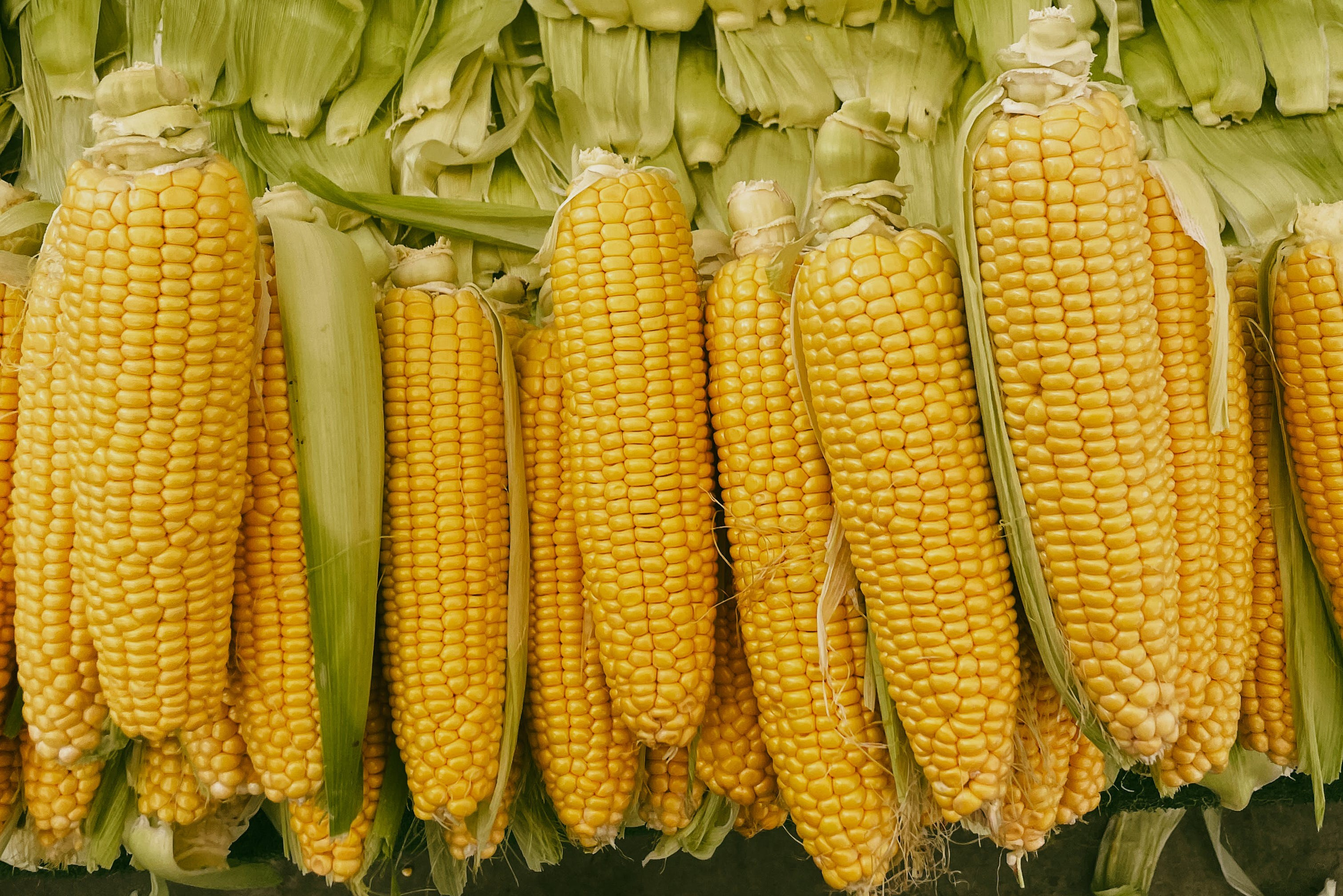 кукурудза, сільськогосподарськоге насіння