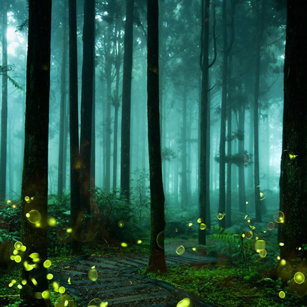 Фотография ночного леса со светлячками в Синтре.