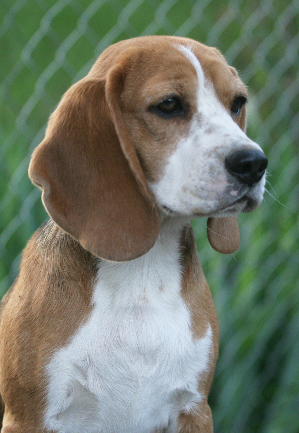 Дівчата. Розплідник біглей в Україні