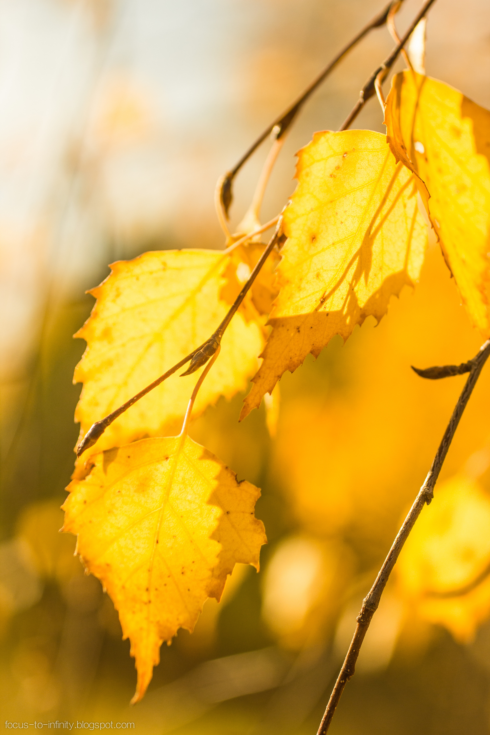 Золотая осень на берегу Волги. Фотограф в Германии — Мария Чистякова