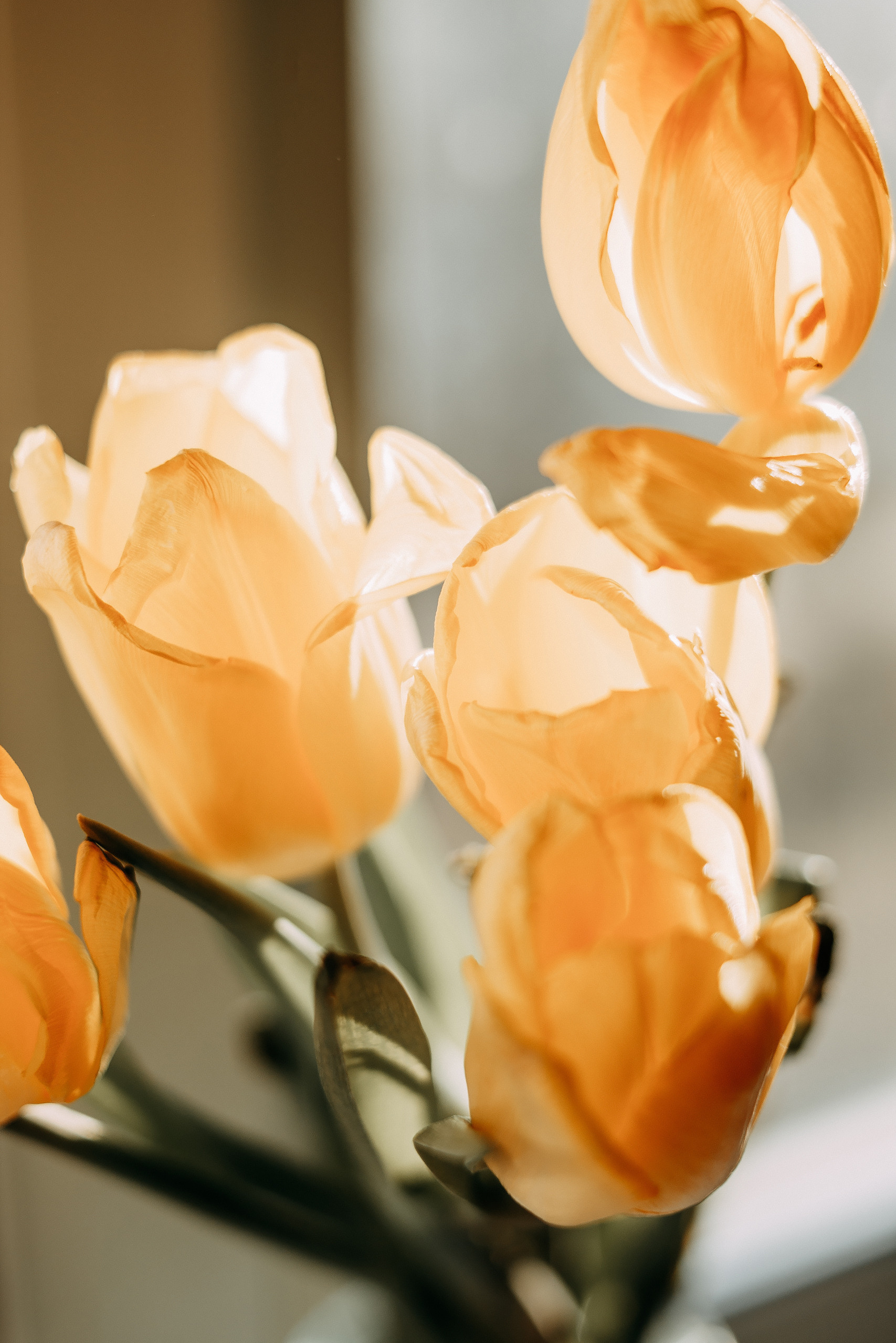 «Вредные советы» перед фотосессией. Свадебный и портретный фотограф в Белграде Екатерина Македонская