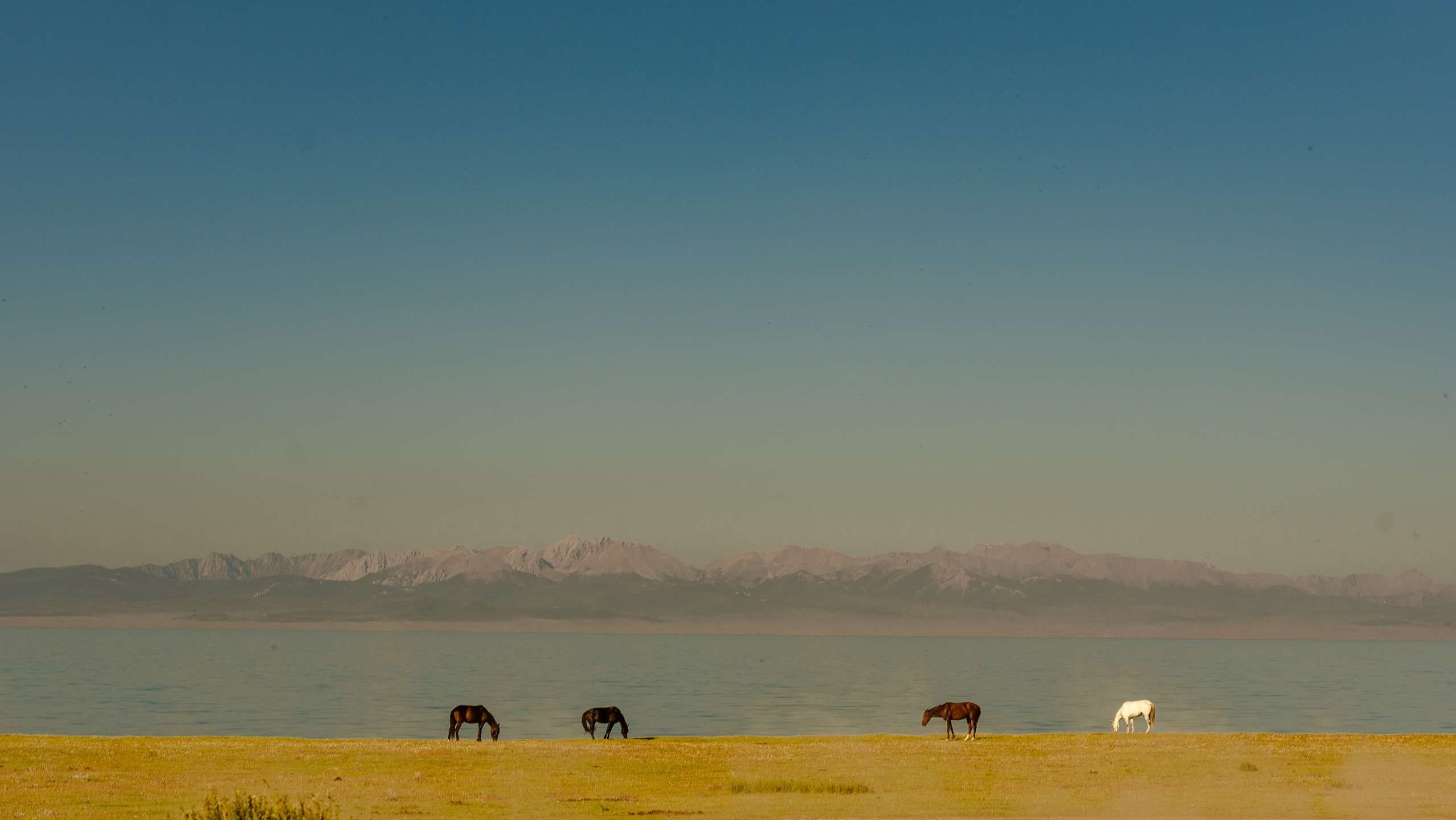 JOURNAL. Family, equestrian and event photographer based in Chantilly, France
