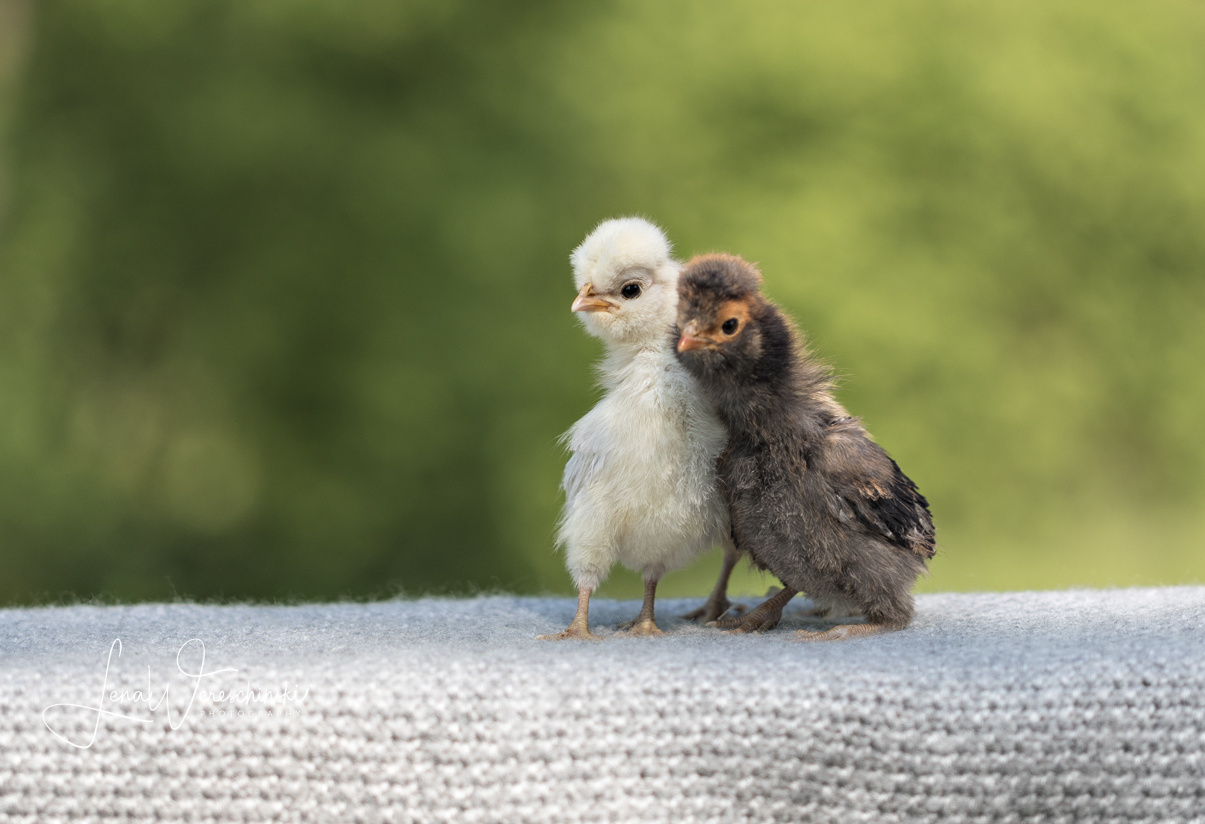 Kontakt. Kinder- und Familienfotografin