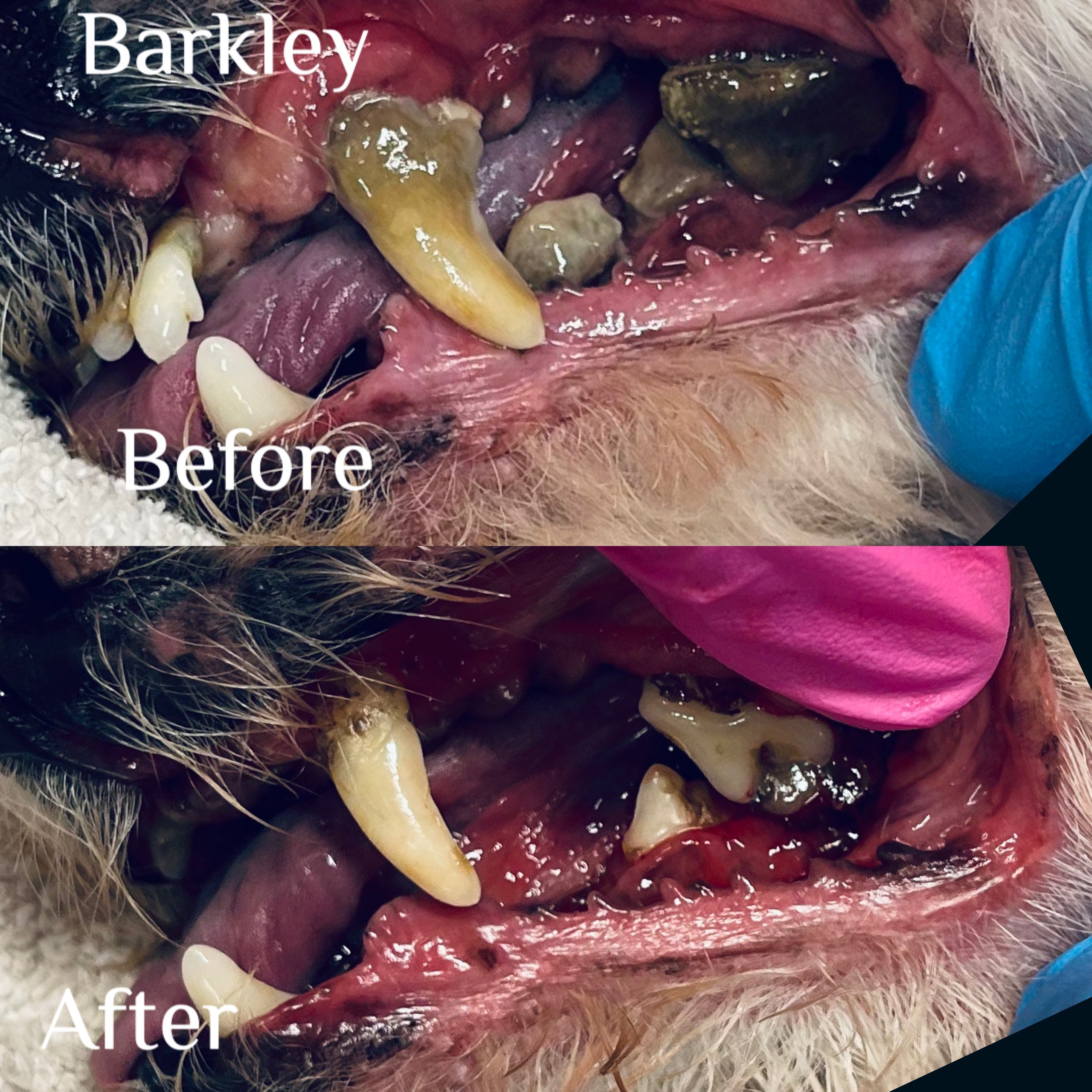 DENTAL. Doggie Stylz Pet Salon