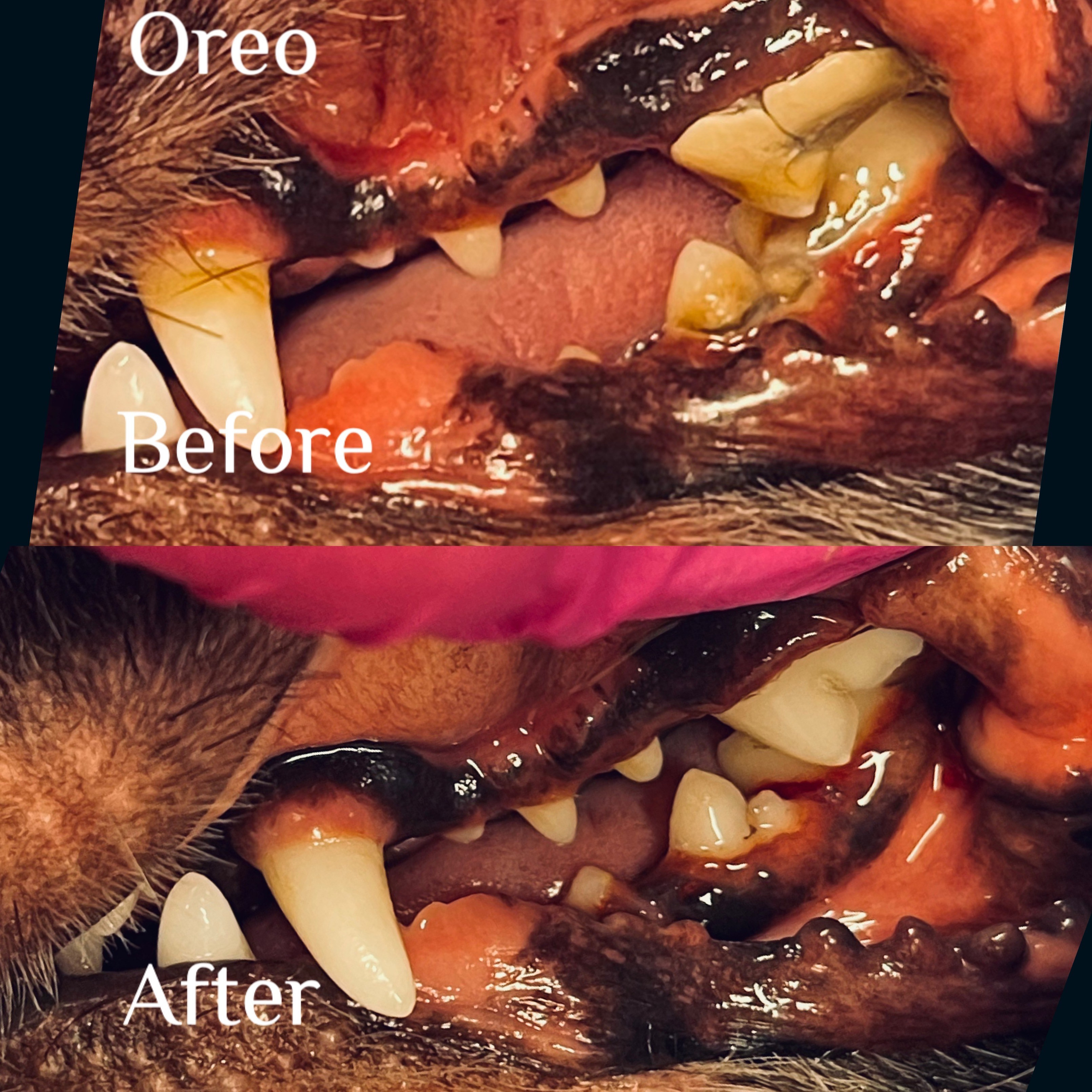 DENTAL. Doggie Stylz Pet Salon