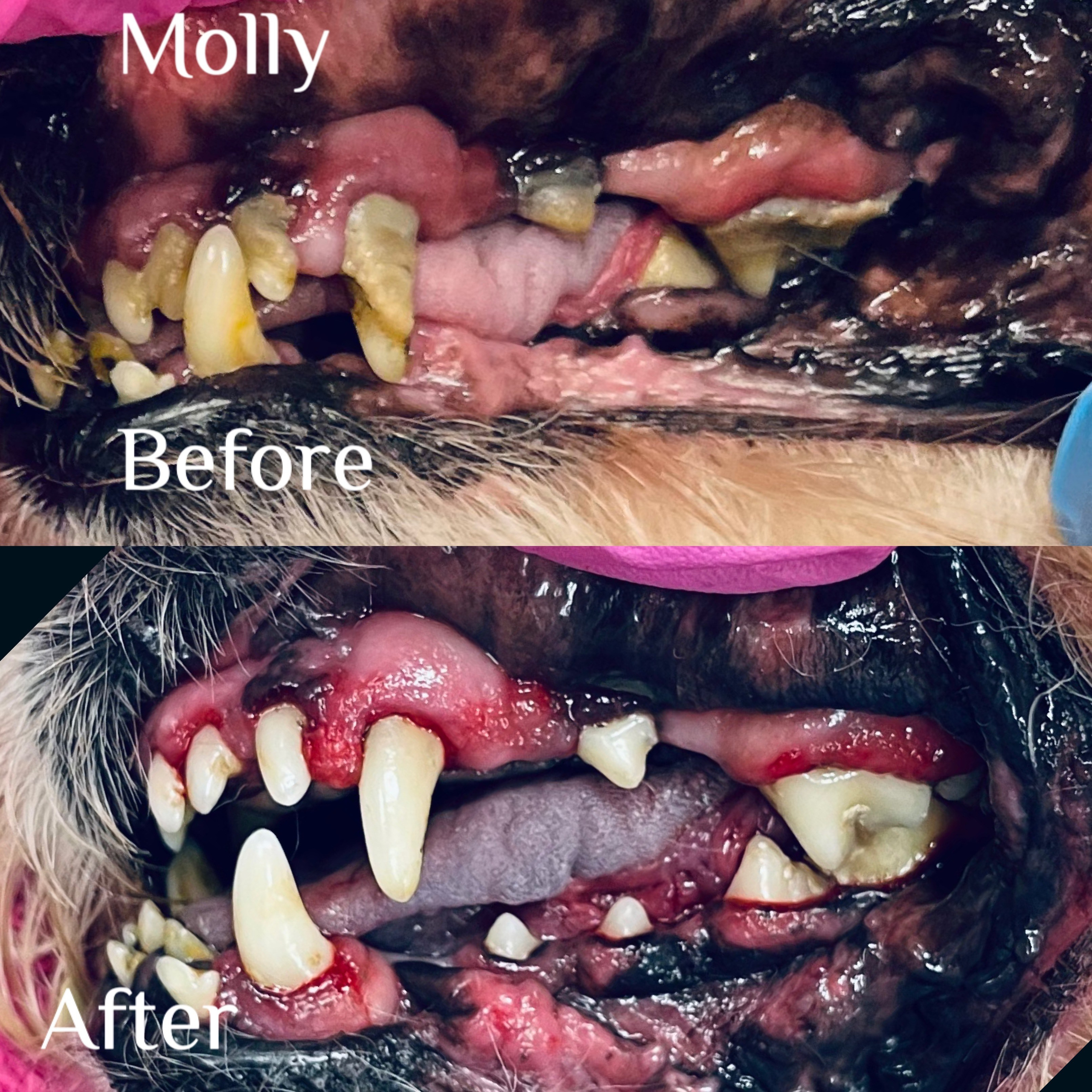 DENTAL. Doggie Stylz Pet Salon
