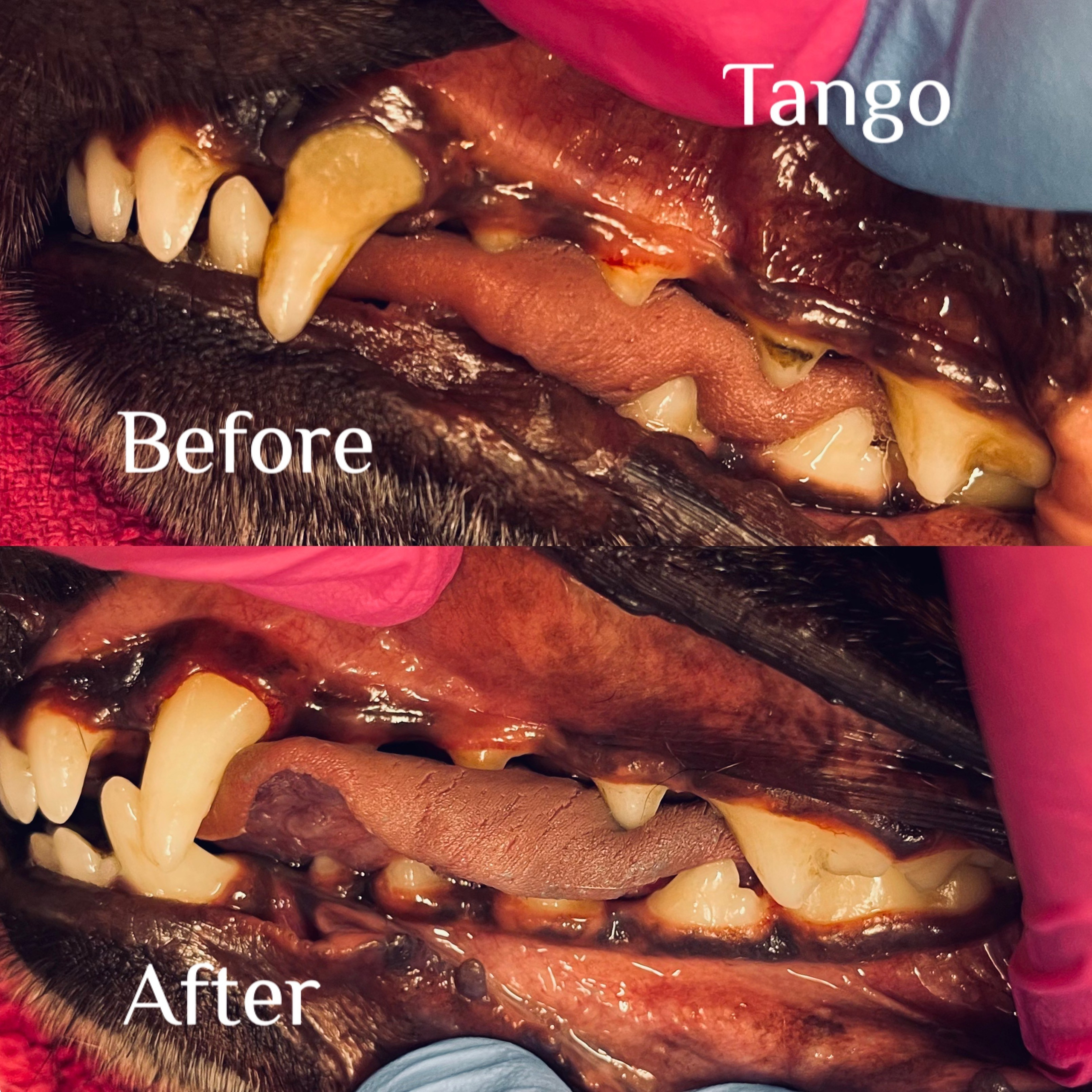 DENTAL. Doggie Stylz Pet Salon