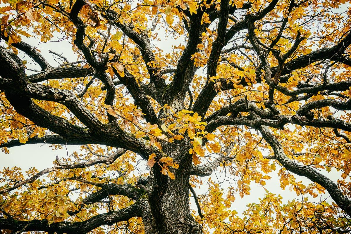 «ОСТАВЛЕННЫЙ» — город Припять после аварии на Чернобыле. Фотограф, коллекционер винтажных открыток и создатель историй на пересечении прошлого и личного. Ирина Дайнакова