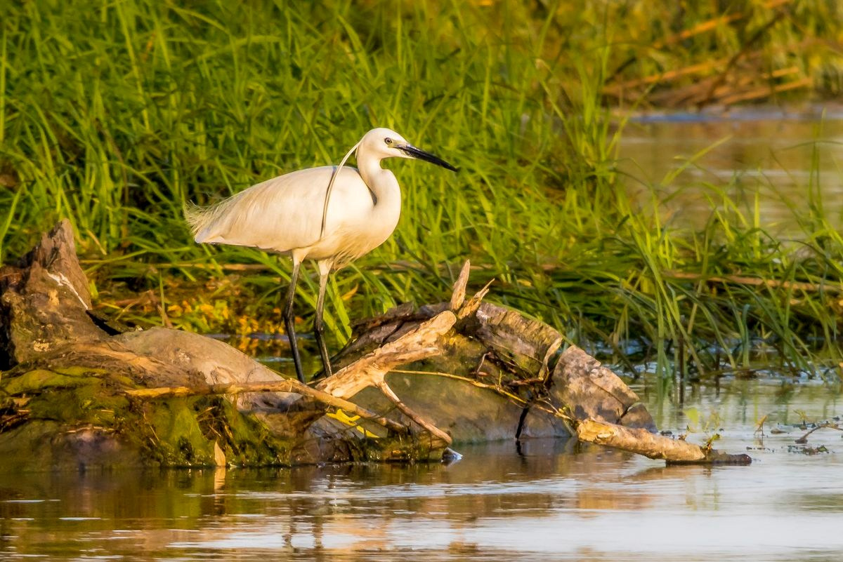 TURA FOTO DELTA DUNARII 2
