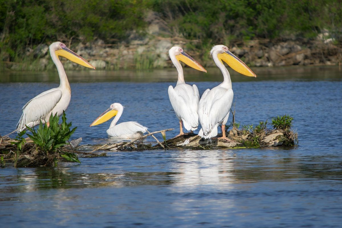 TURA FOTO DELTA DUNARII 1