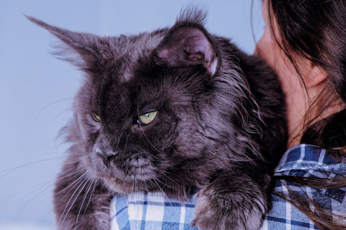 Parents. Senator Cat — Maine Coon cattery