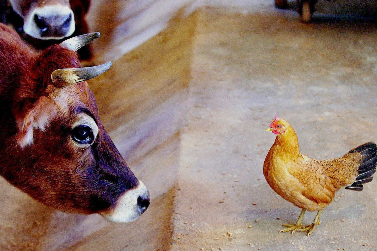 Boost Plant Growth with Organic Fertilizers: Our Effective Solution