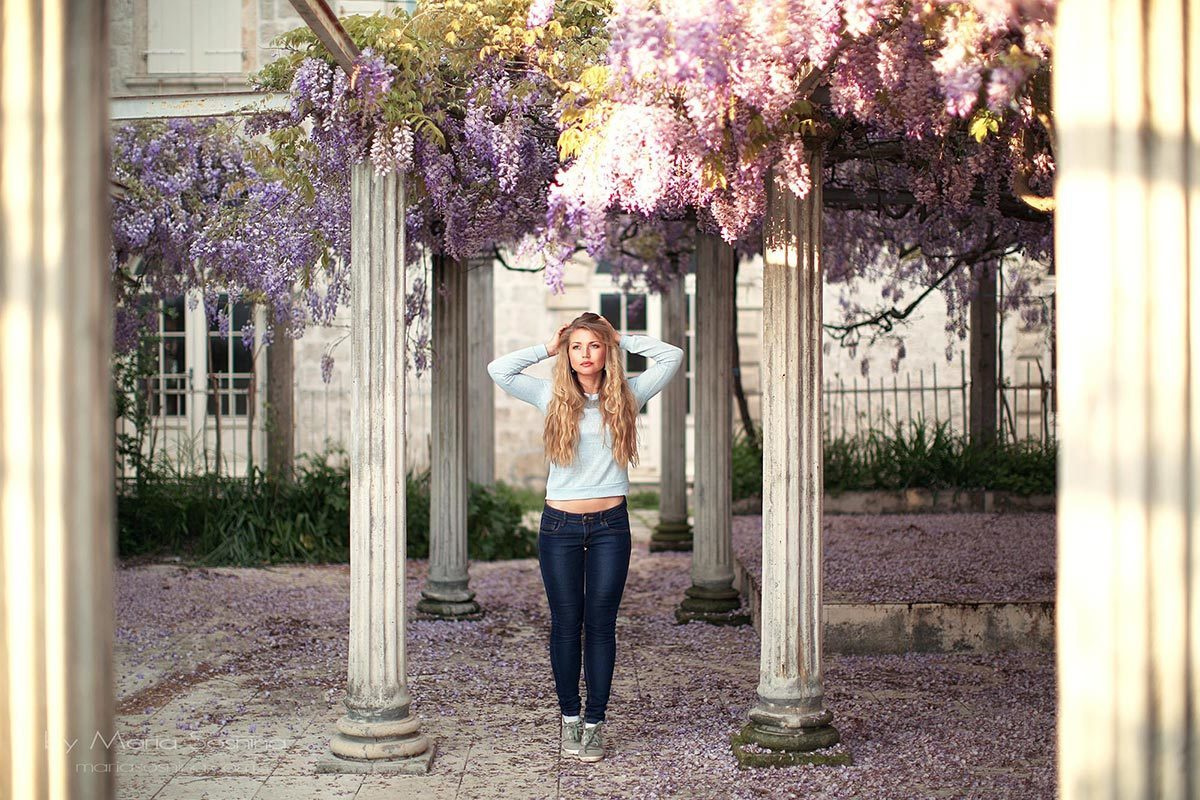 Wisteria in Perast Montenegro