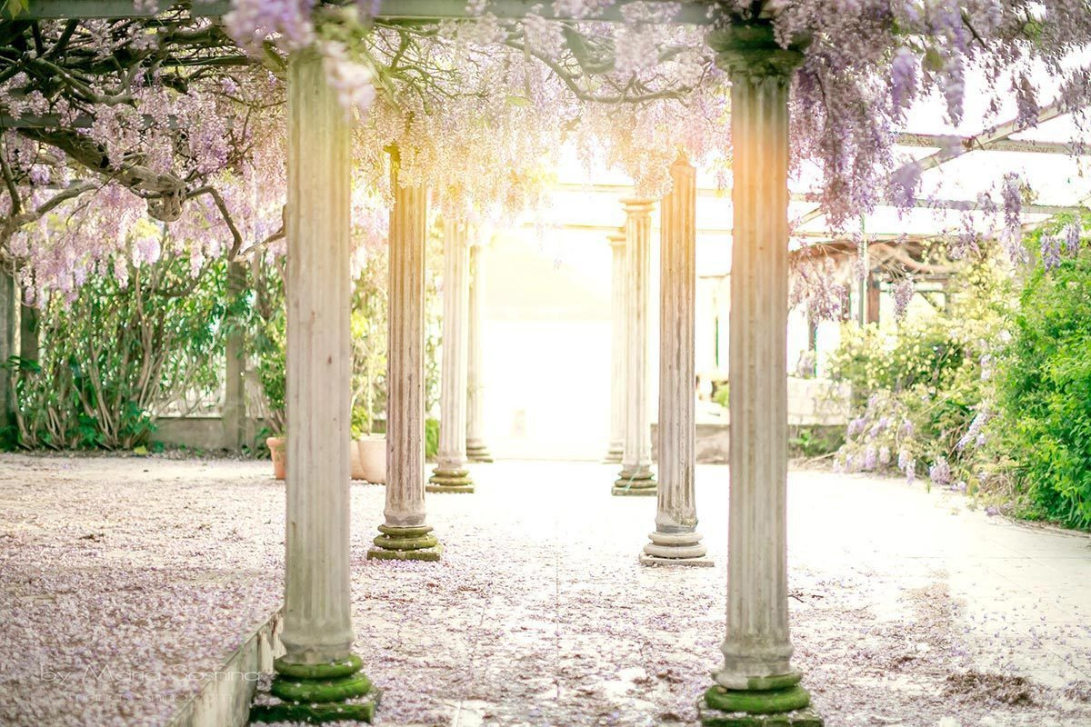 Wisteria in Perast Montenegro