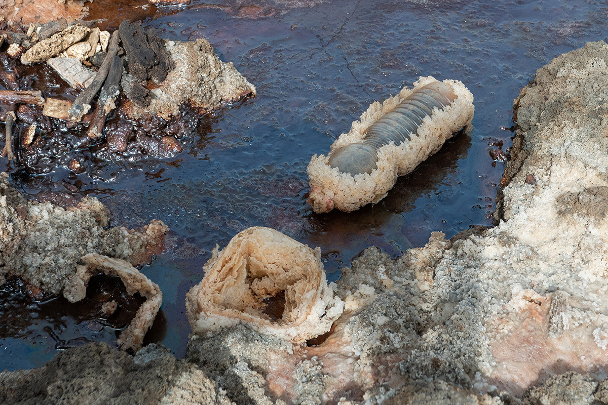 Красота неестественного. Фотограф Анна Резников