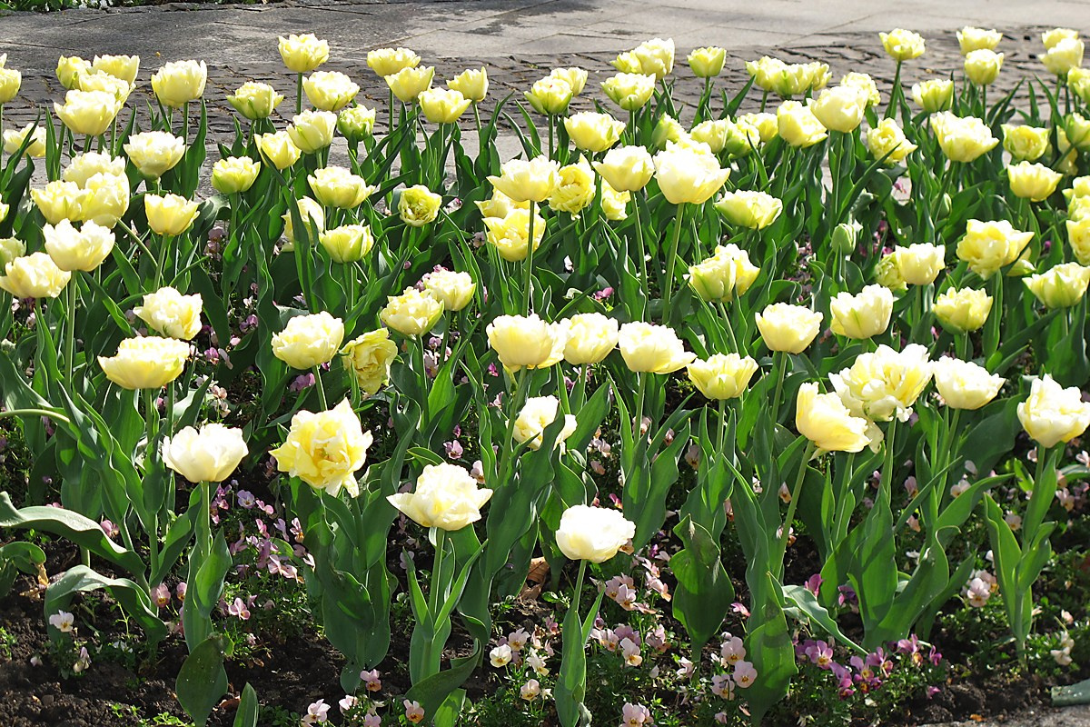 Хевиз программа. Elina Reisen. Туристическое агентство в Аугсбурге