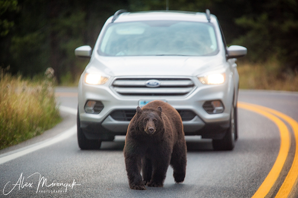 Yellowstone & Grand Teton. Alex Mironyuk Photography