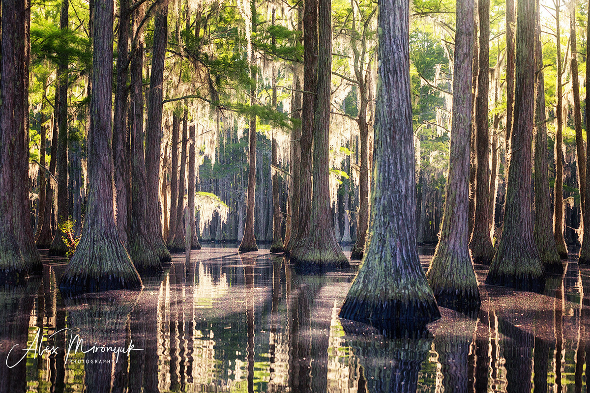 Recommended Equipment -Cypress Magic Adventure. Pet, Senior, Landscape, portrait studio, photographer in Miami and Sou