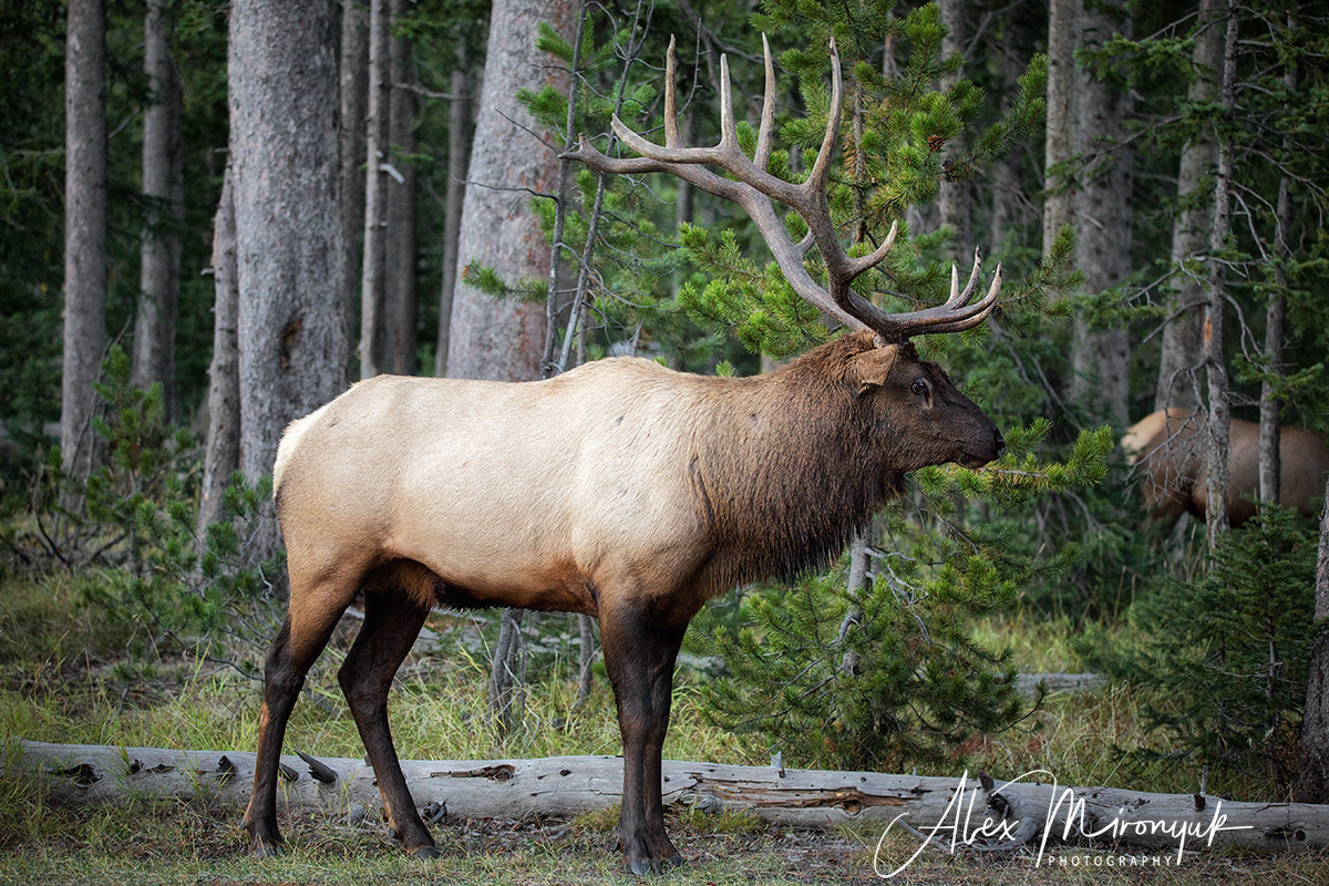 Photo - Workshop “Unforgettable North-West”. Pet, Senior, Landscape, portrait studio, photographer in Miami and Sou