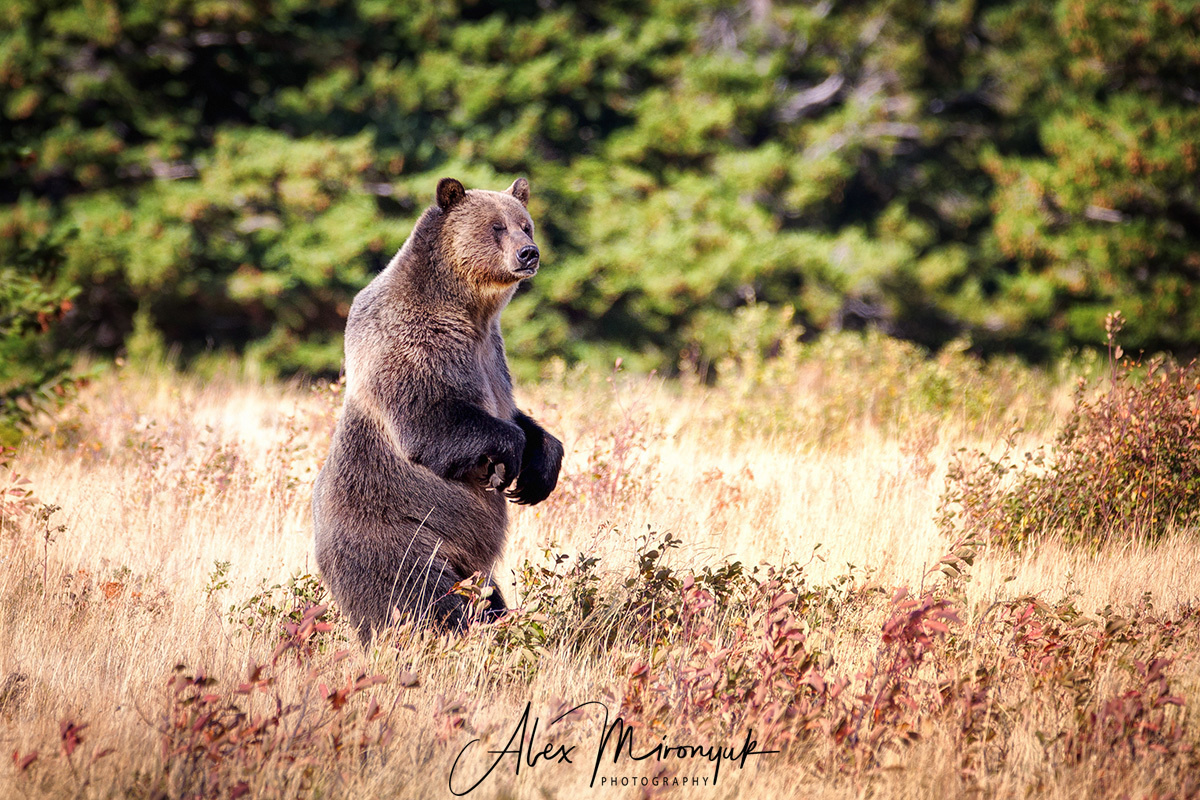 Photo - Workshop “Unforgettable North-West”. Pet, Senior, Landscape, portrait studio, photographer in Miami and Sou