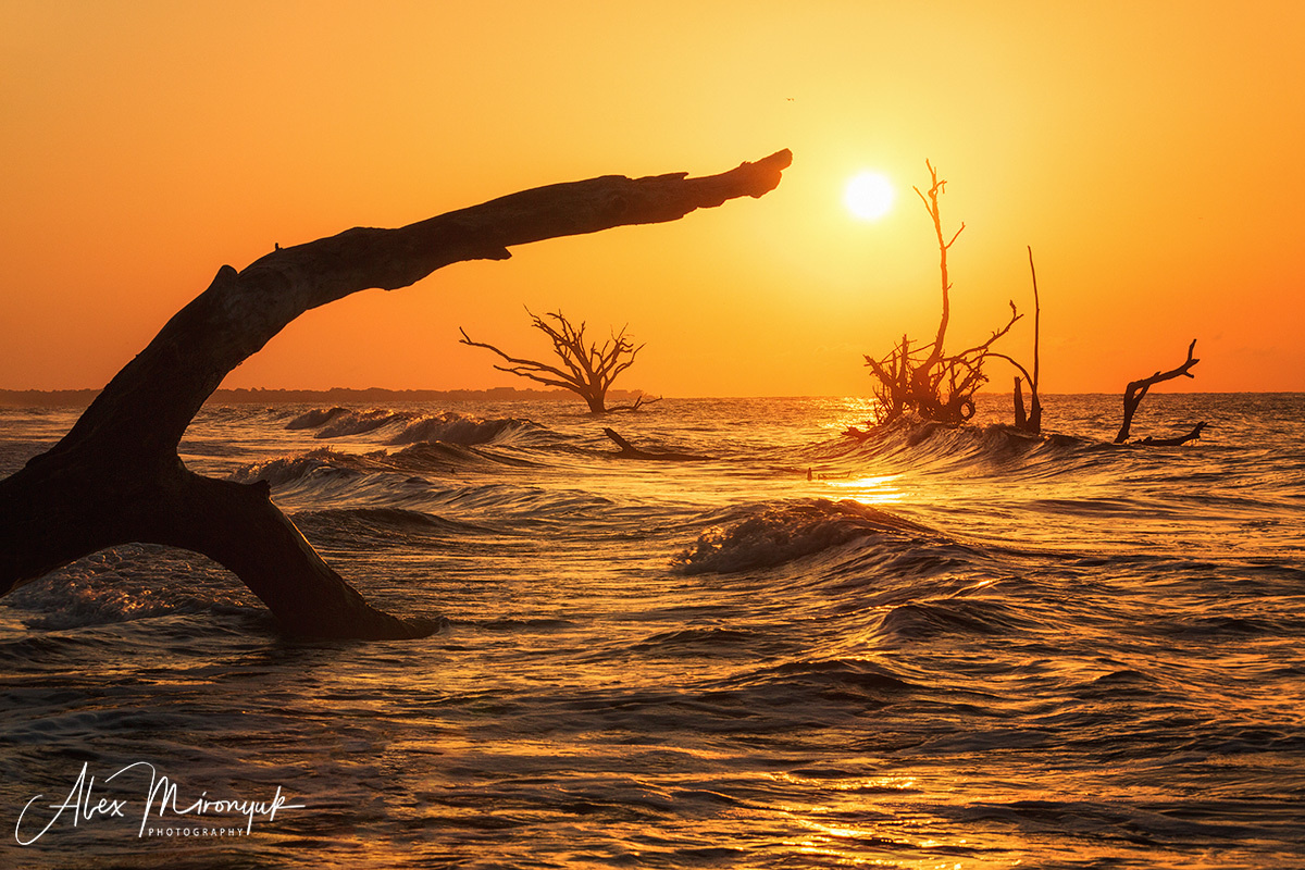 Весенние Краски Чарльстона. Alex Mironyuk Photography