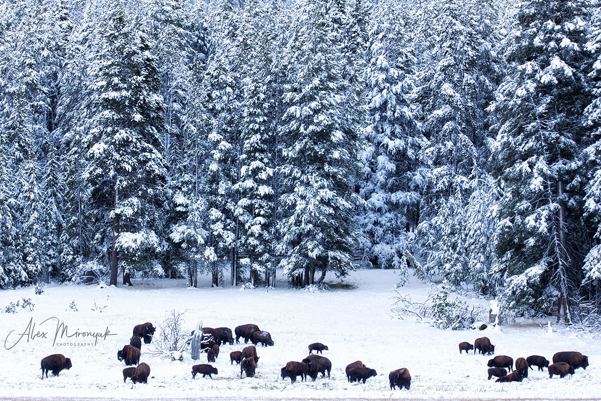 Фото - тур  “Удивительный Северо-Запад США”. Alex Mironyuk Photography