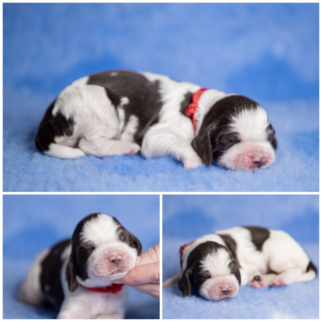 English Springer Spaniel female puppy red collar January 2026