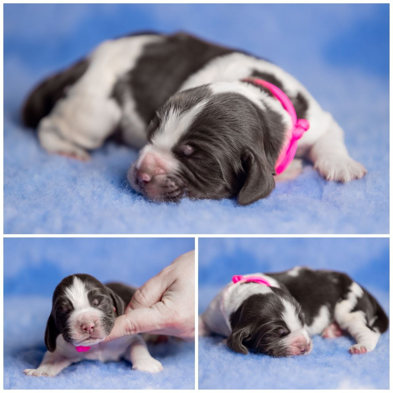 English Springer Spaniel female puppy pink collar January 2026